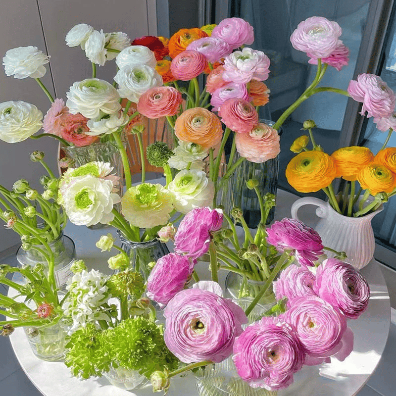Multicolor Ranunculus Seeds