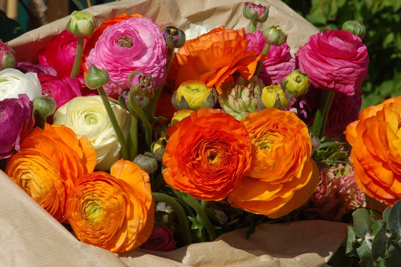 Multicolor Ranunculus Seeds