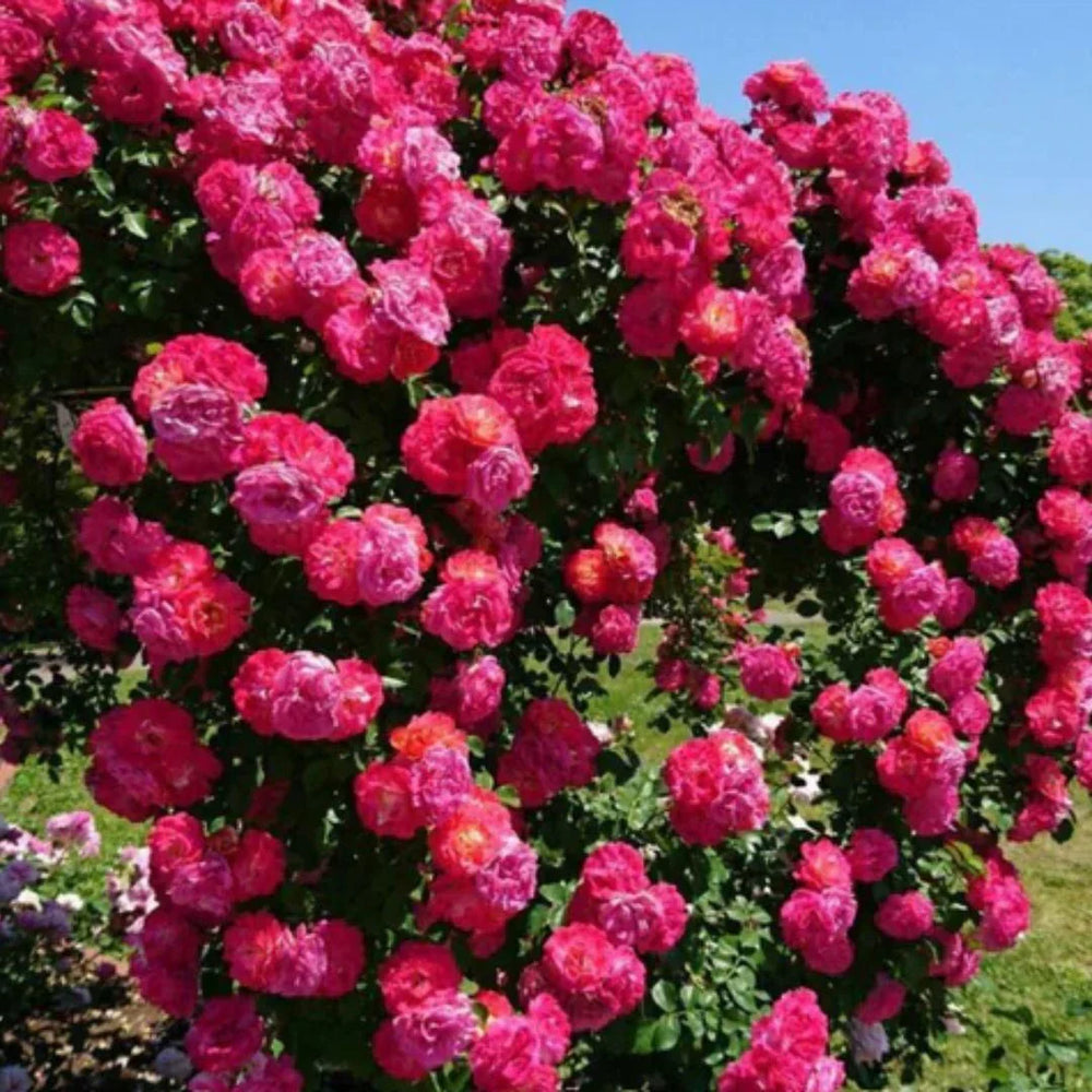 Elegant Climbing Rose Flower Seeds (Free Plant Growth Supplement)
