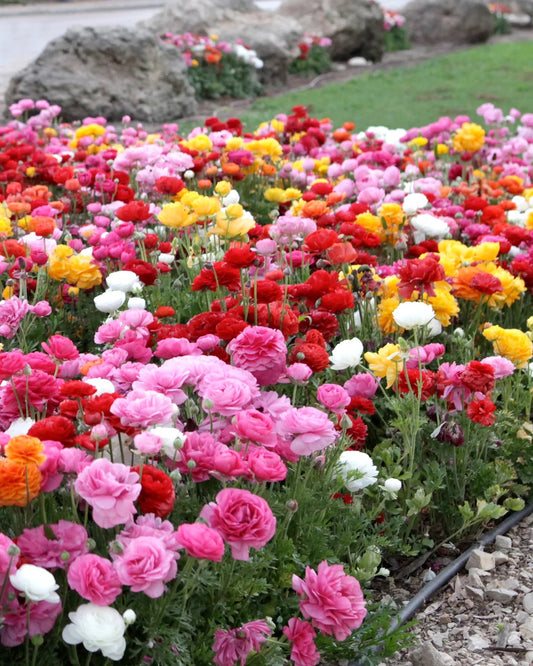 Multicolor Ranunculus Seeds