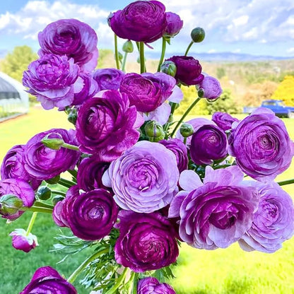 Multicolor Ranunculus Seeds