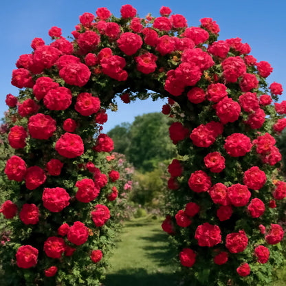 Elegant Climbing Rose Flower Seeds (Free Plant Growth Supplement)
