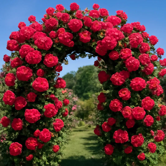 Elegant Climbing Rose Flower Seeds (Free Plant Growth Supplement)